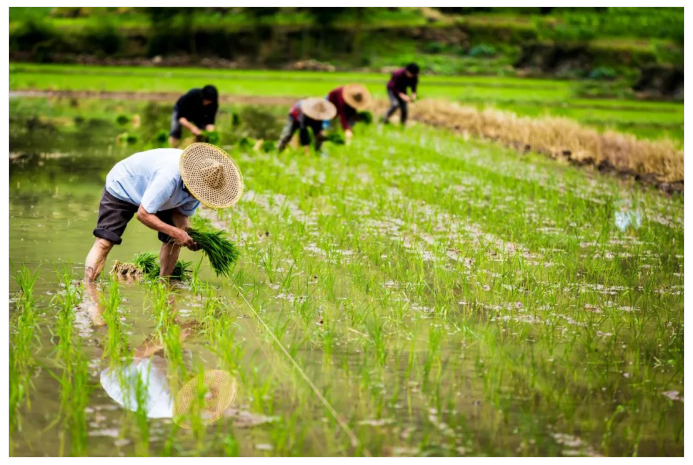 當前的農產品市場已由最初單純的產品價格或質量的競爭