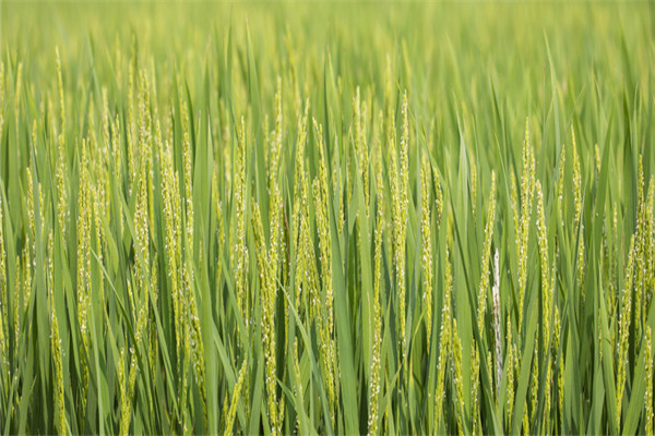 訂單農業對農業的影響