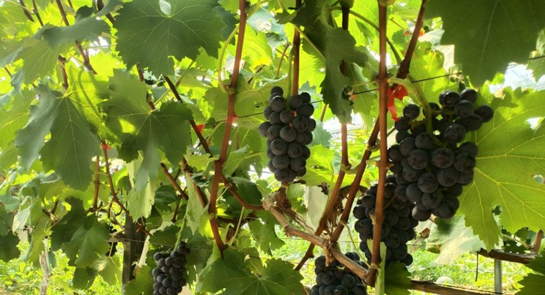 哈密，這個新疆的“東大門”，正向人們展示著高質量發展的風采。