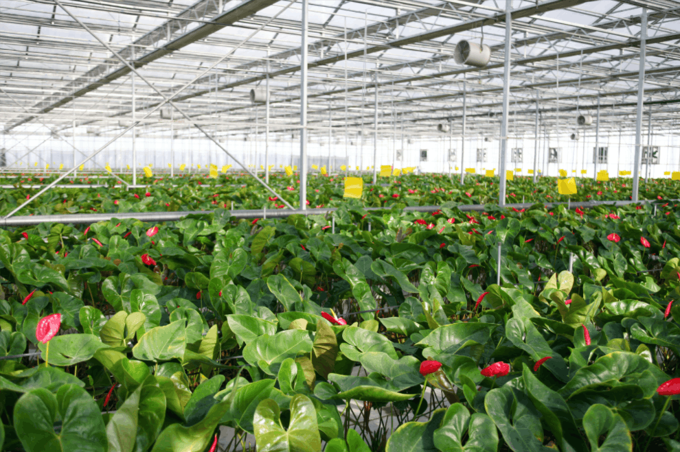 智慧農(nóng)業(yè)具有精準(zhǔn)化和標(biāo)準(zhǔn)化的特點(diǎn)