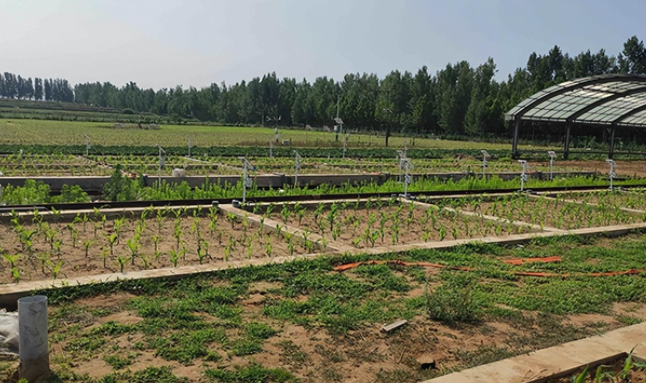 傳統的農業發展企業進行生產，澆水、施肥、噴藥，都是靠農民的經驗和感覺