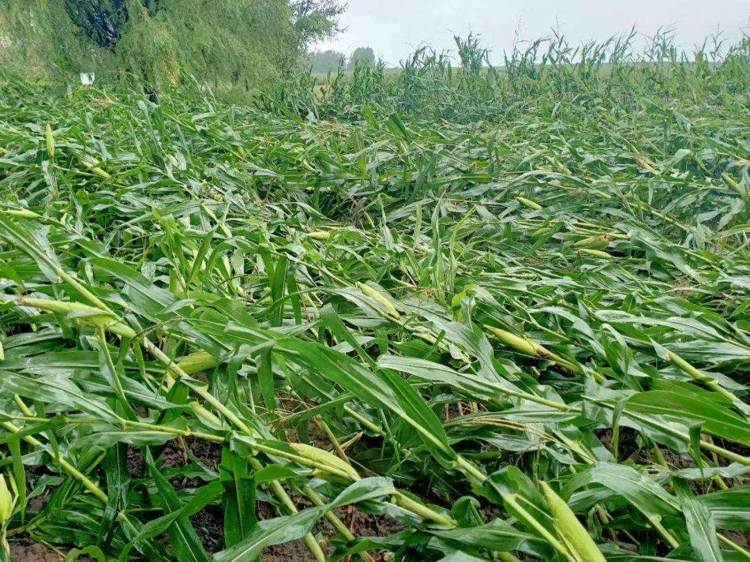 夏季災害性天氣后的農(nóng)作物管理方法