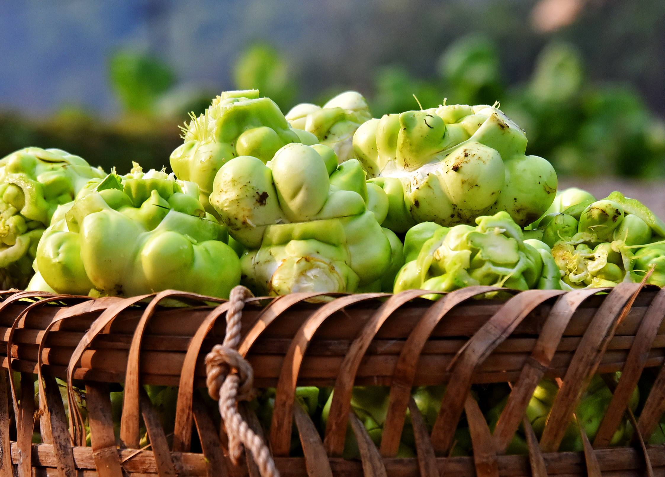 重慶育出全國首個高山青菜頭品種 填補國內無高海拔青菜頭品種空白