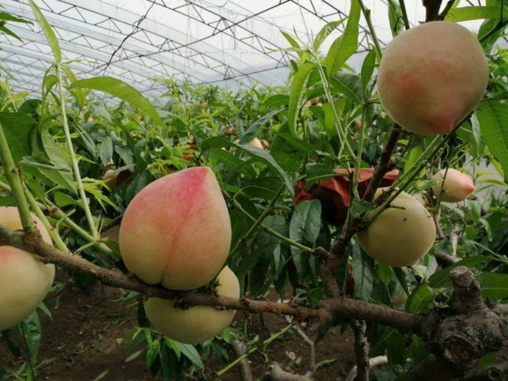 桃樹(shù)種植的溫室栽培技術(shù)