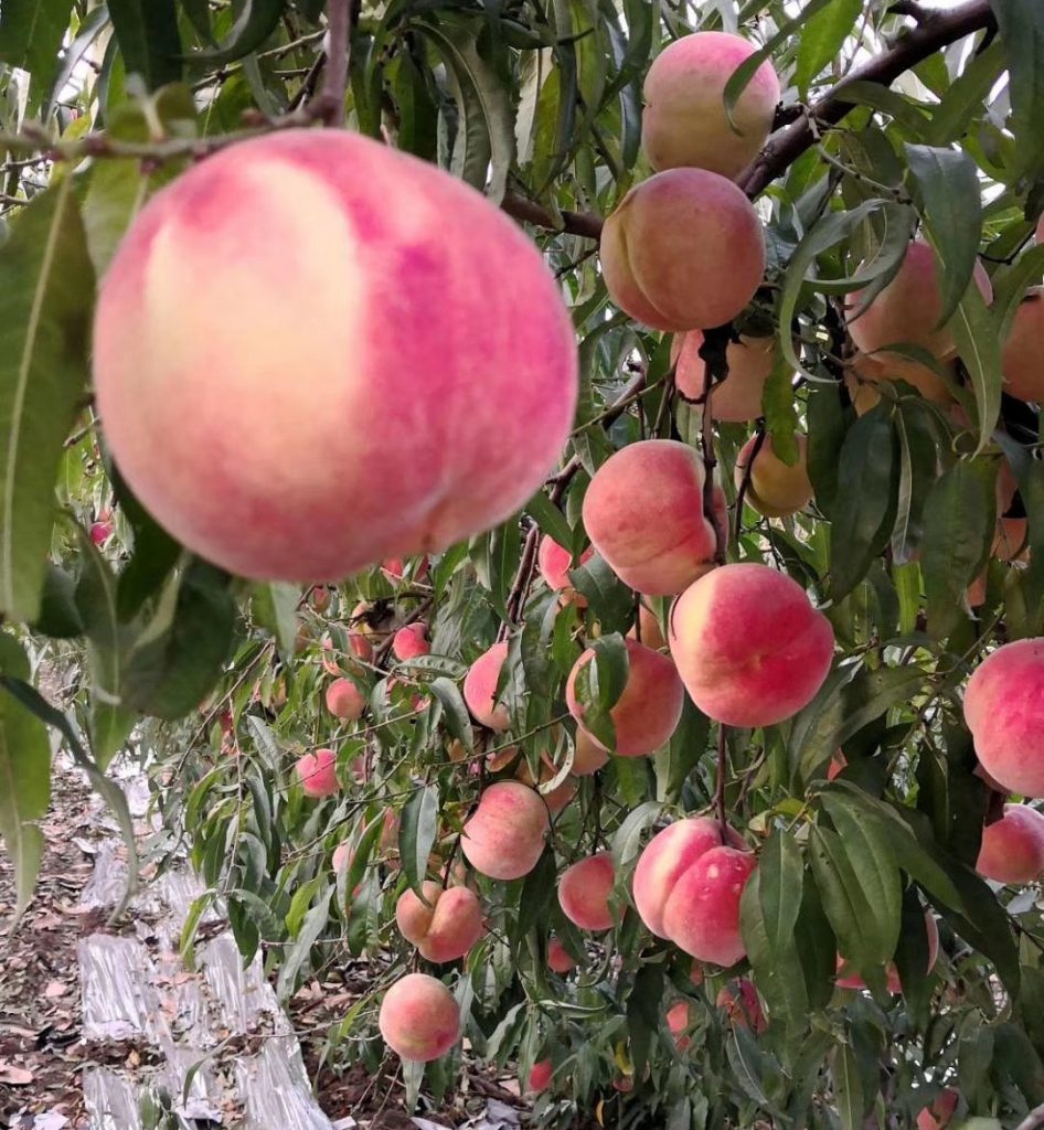 桃樹(shù)種植大棚