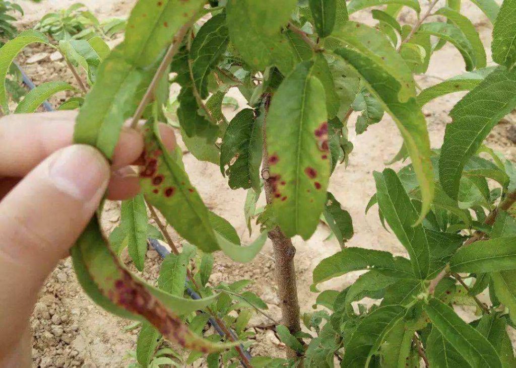 桃樹(shù)病蟲(chóng)害