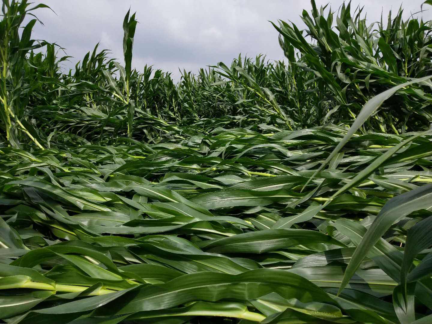 暴雨災后的玉米增產(chǎn)措施