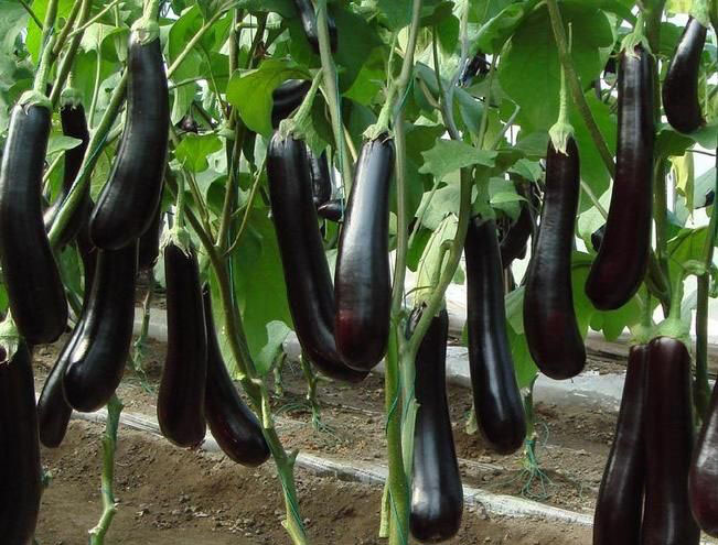 大棚茄子的?；ū９夹g(shù)措施