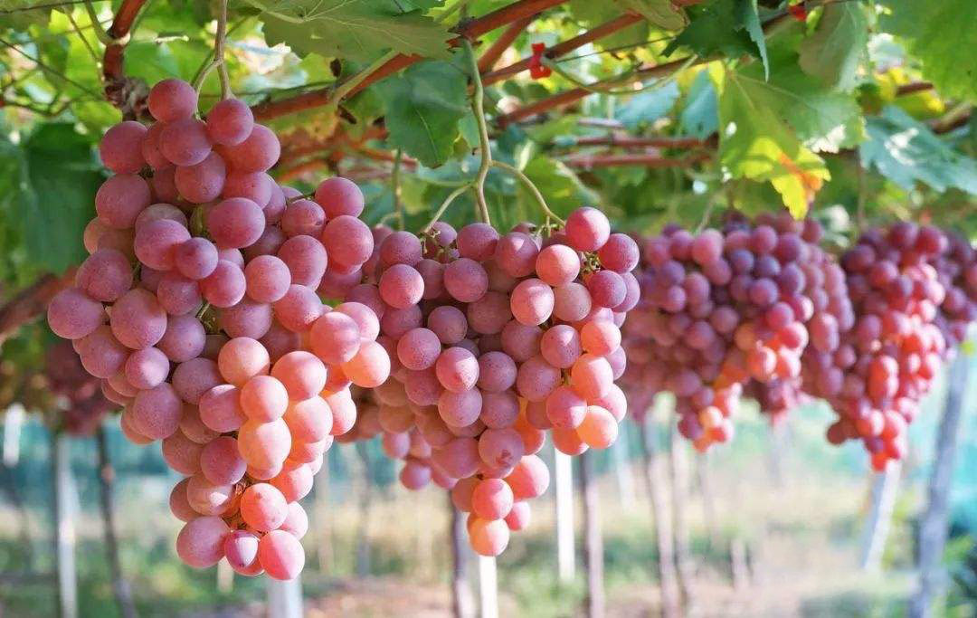 賓川：“種”出來的好日子