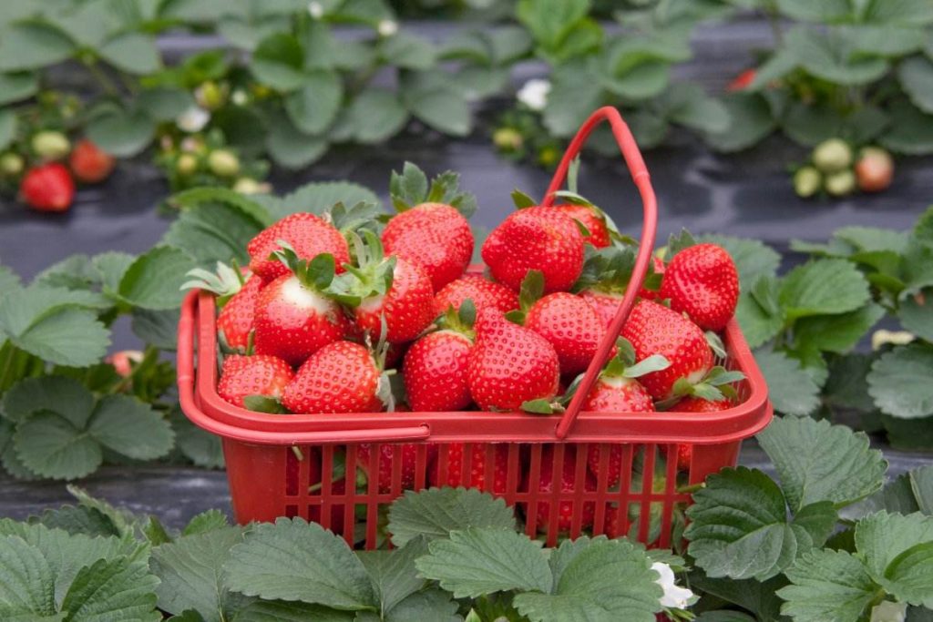 異常天氣下大棚草莓的應對方法