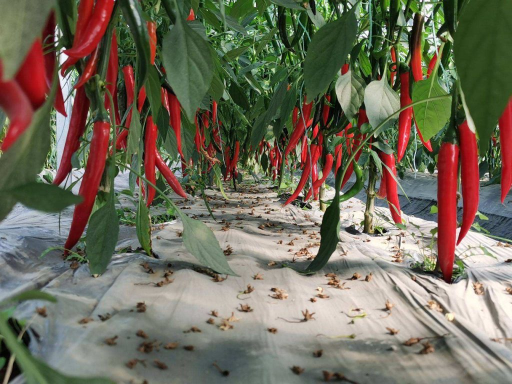 大棚辣椒的漚根防治經(jīng)驗