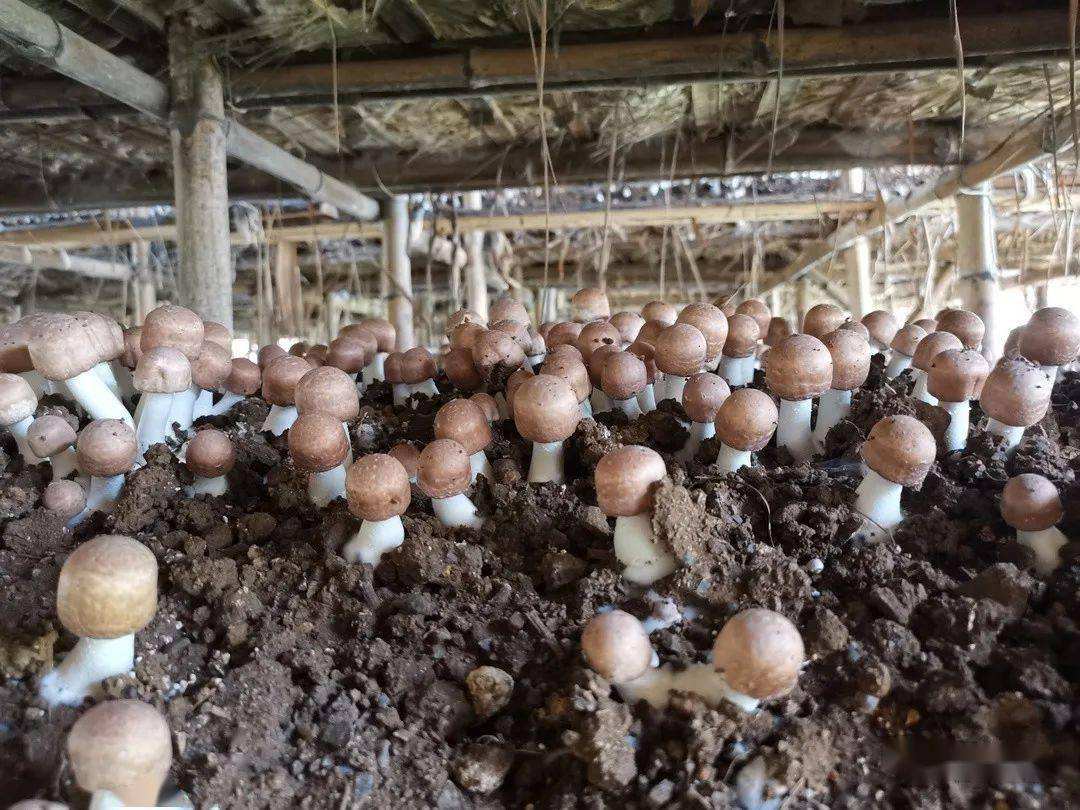 雙江發(fā)展壯大姬松茸產(chǎn)業(yè)