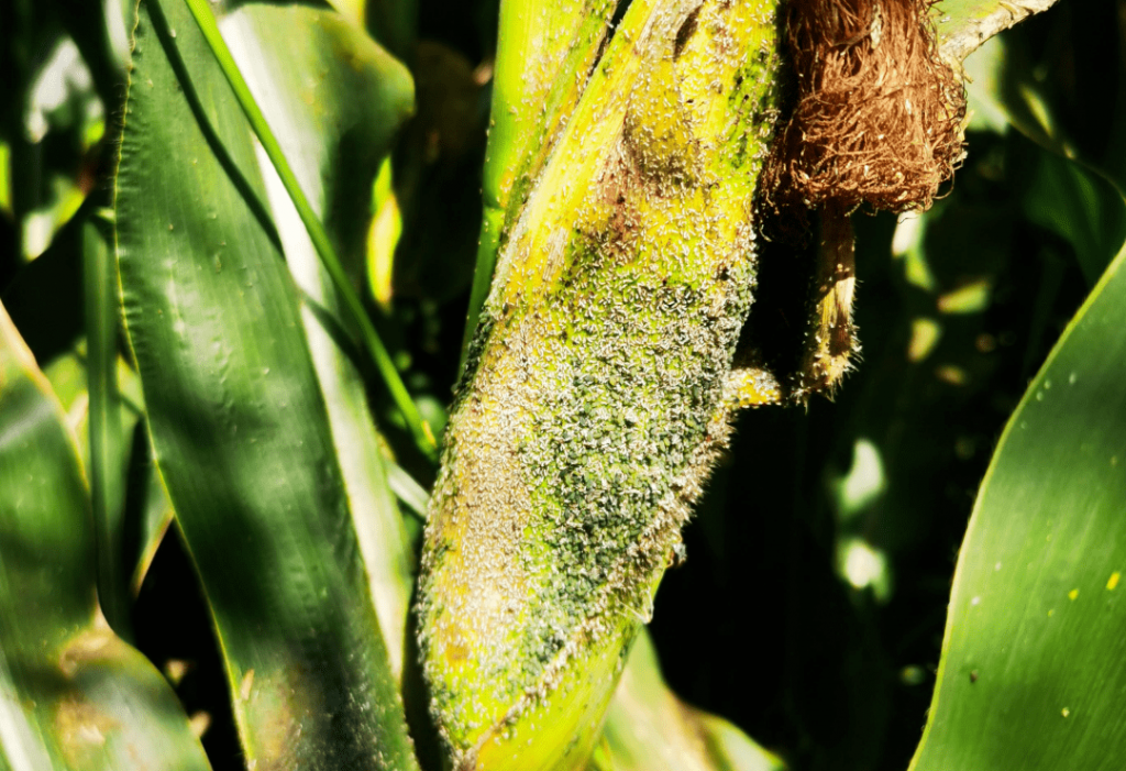 玉米蚜蟲(chóng)的防治措施