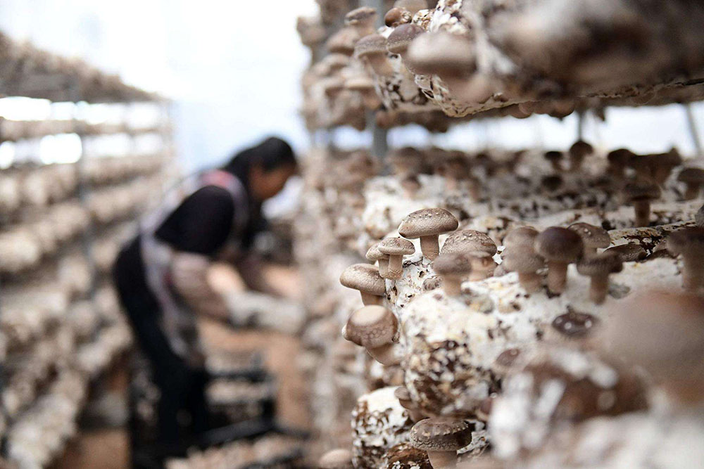 如何防治食用菌蟲害