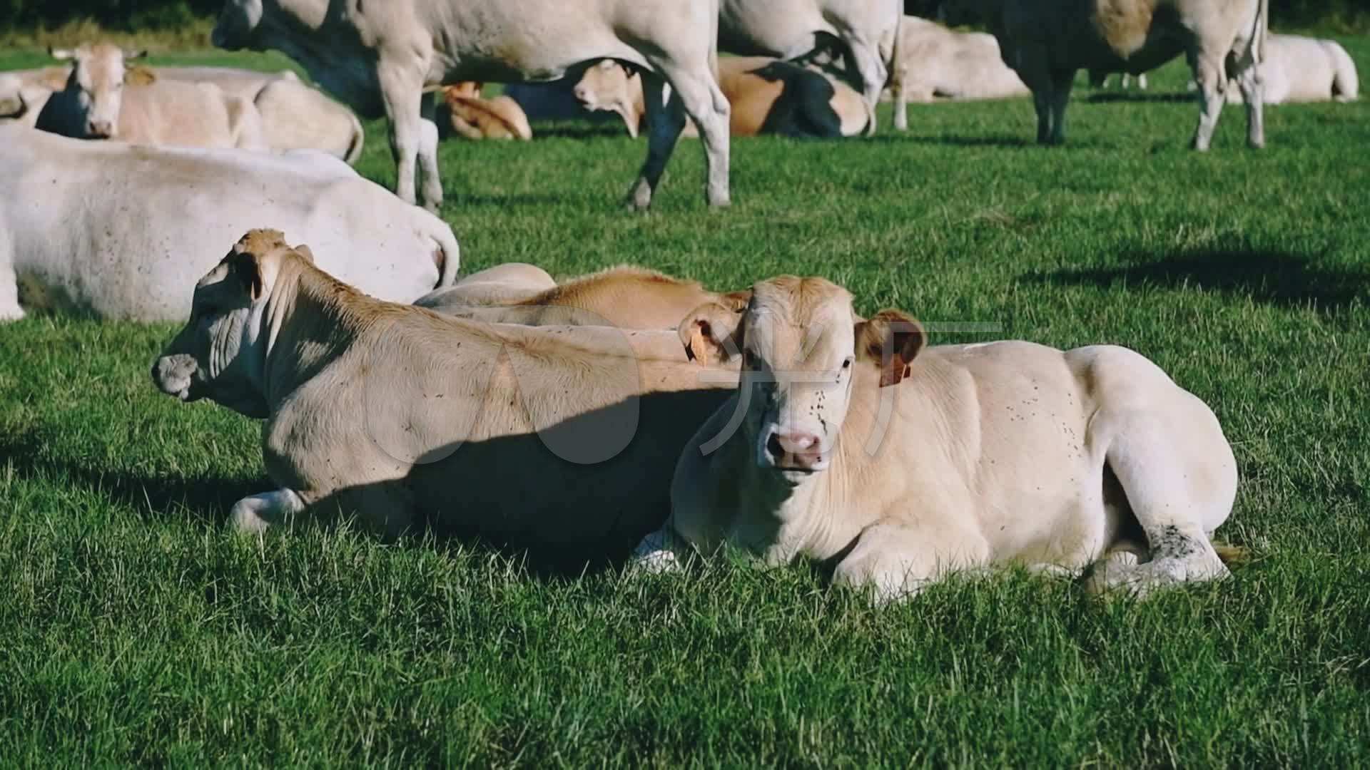 穩(wěn)產(chǎn)保供 提質(zhì)增效 江蘇推動(dòng)畜牧業(yè)高質(zhì)量發(fā)展邁出新步伐