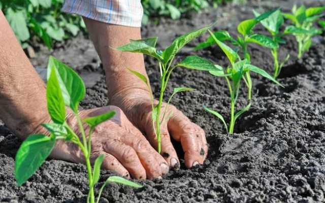 優化辣椒育苗方法