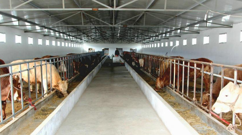 畜禽養(yǎng)殖場(chǎng)的規(guī)模化、集約化和集約化養(yǎng)殖