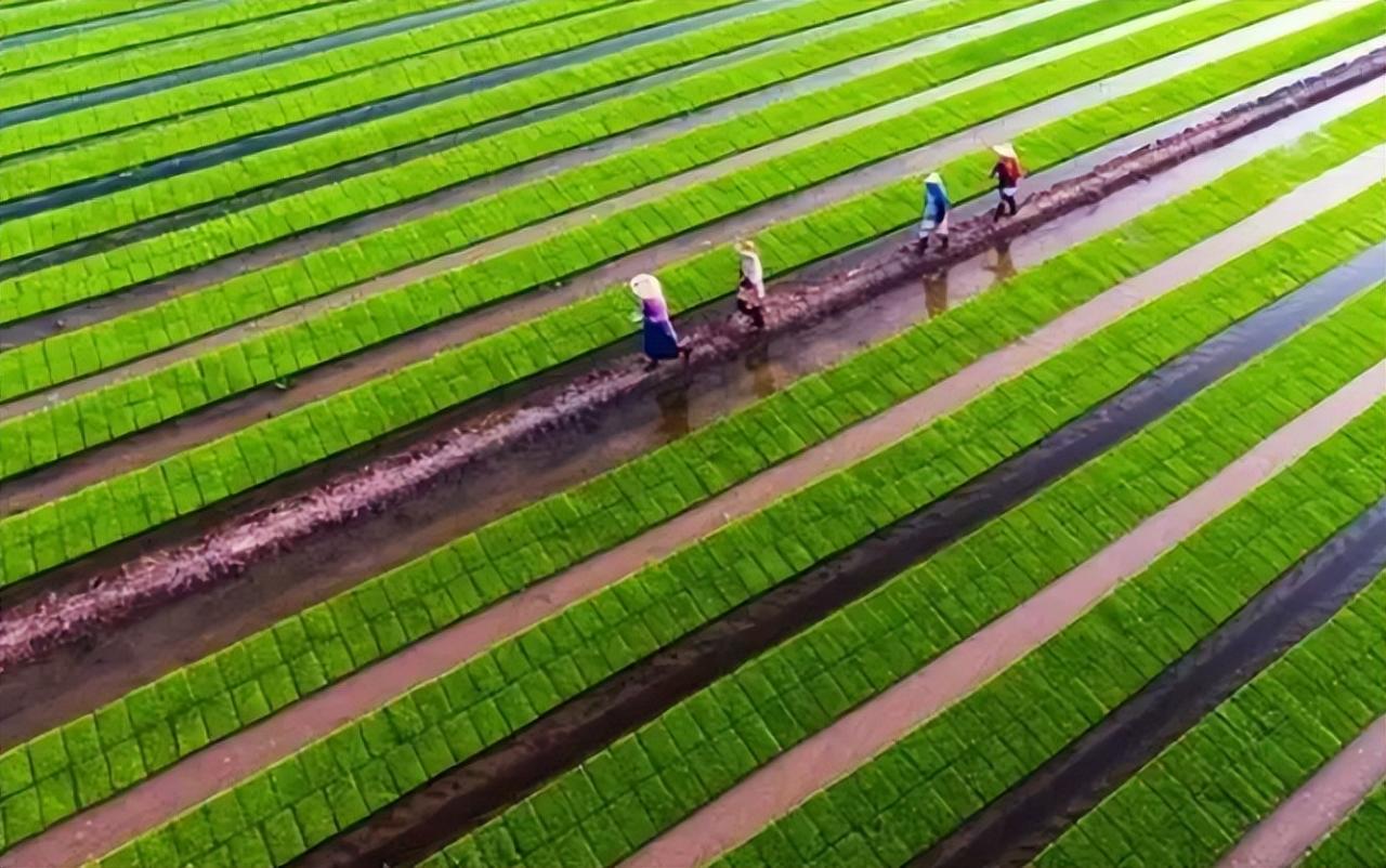 中國農(nóng)業(yè)綠色發(fā)展報告2021》農(nóng)業(yè)綠色發(fā)展指數(shù)提高