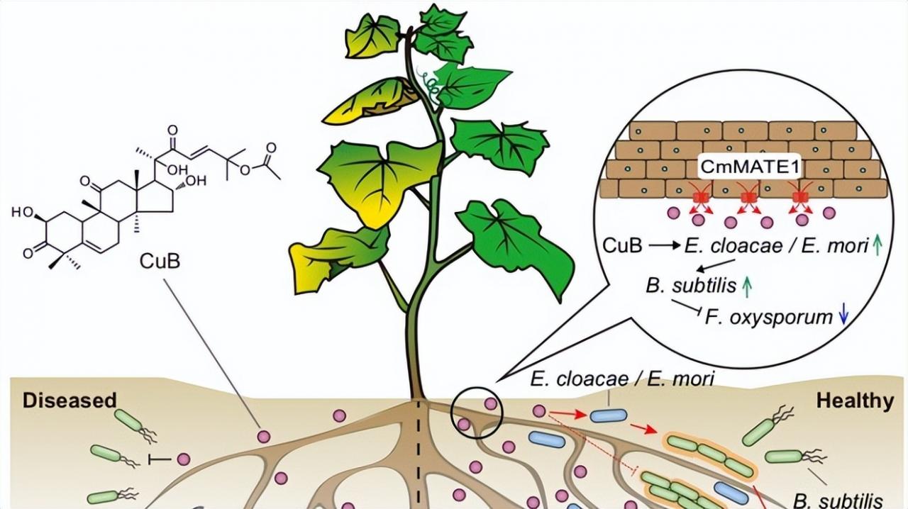 《自然—植物(Nature Plants)》