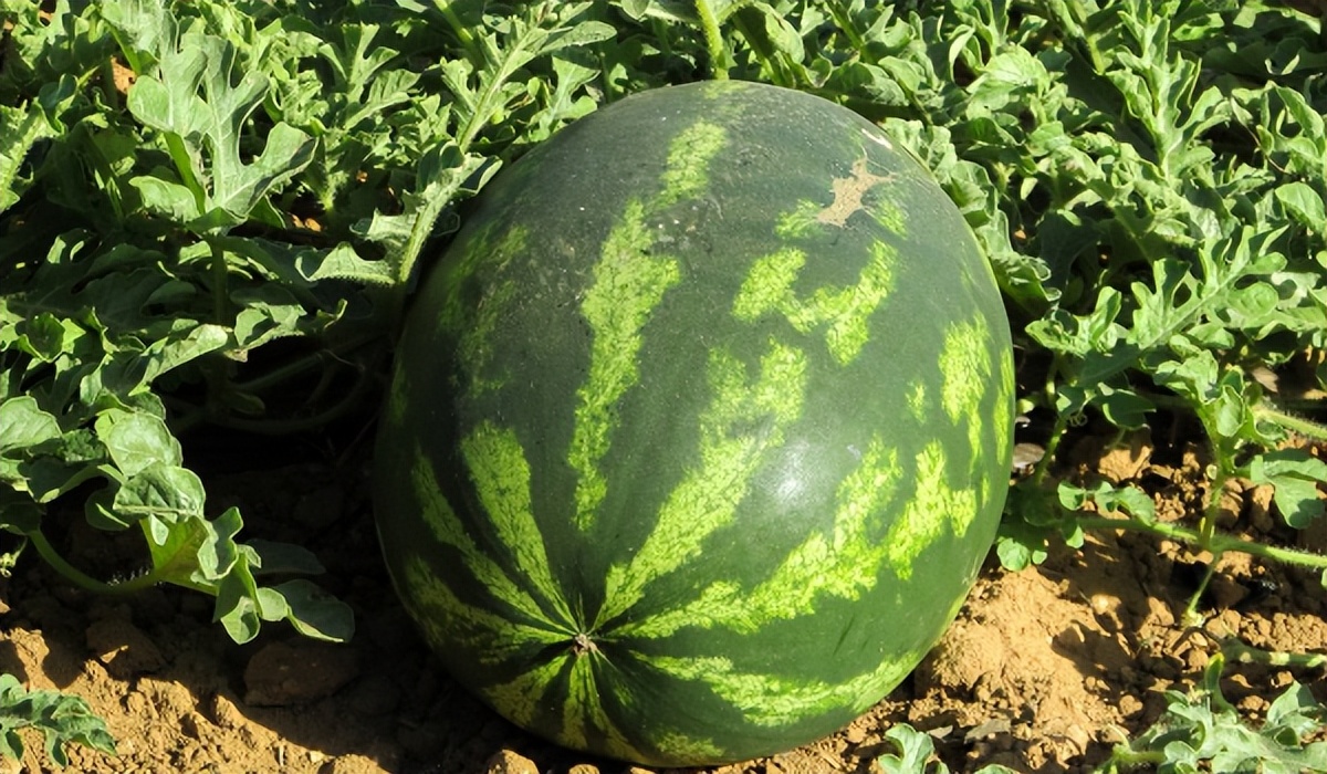 中國農(nóng)業(yè)生產(chǎn)設(shè)備已經(jīng)與互聯(lián)網(wǎng)發(fā)展相結(jié)合