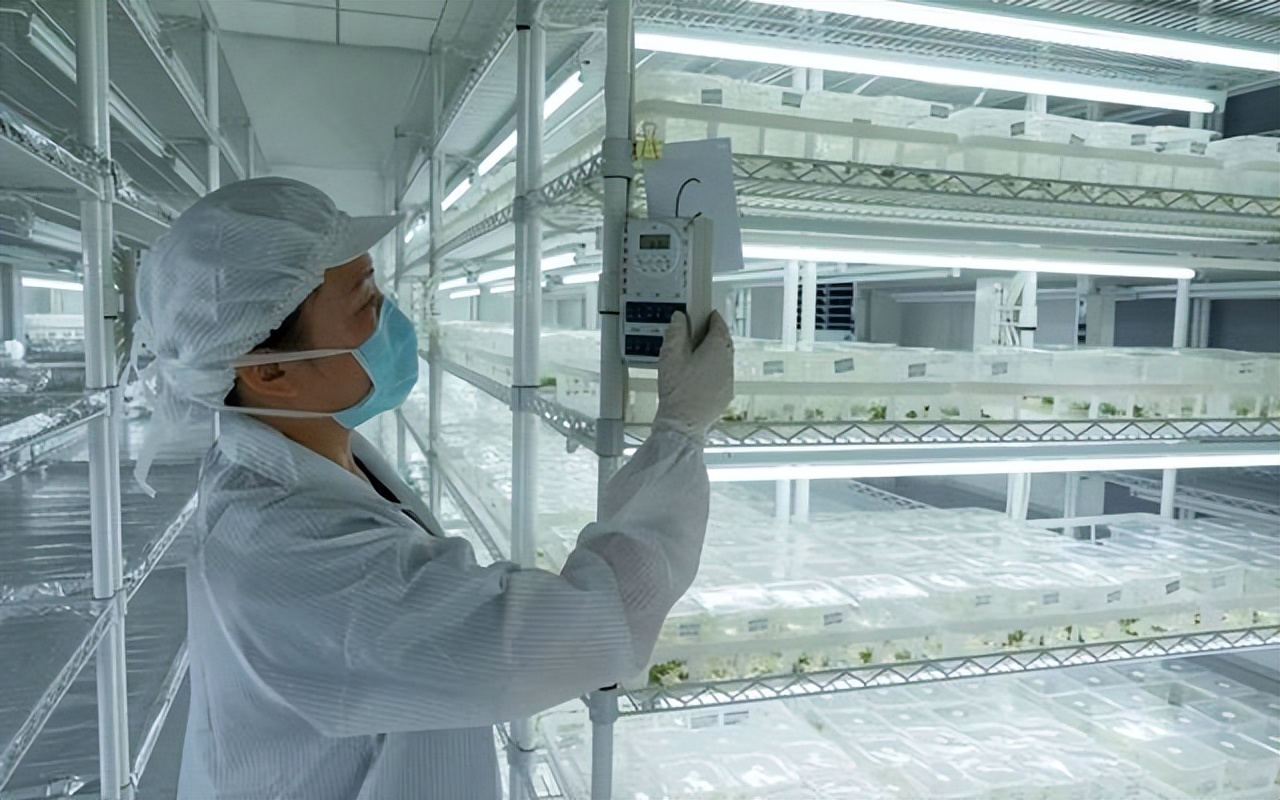 技術(shù)人員把草莓的莖臍剪下來，提取0.1毫米，通過培養(yǎng)基，在無菌環(huán)境下脫毒育苗