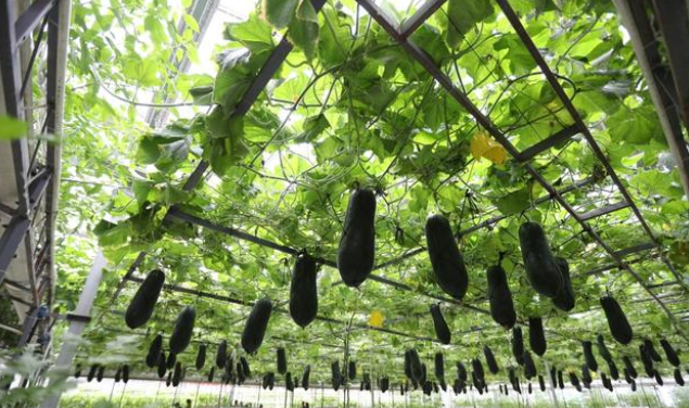 隨著數字技術的迅猛發展，其賦能“三農”的作用越來越顯著