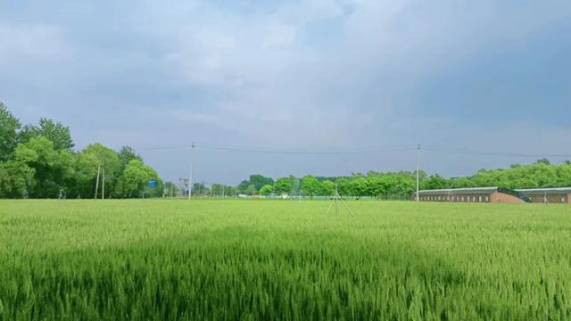 三夏期間，加強田間水肥管理，做好技術(shù)服務(wù)，加強田間管理。