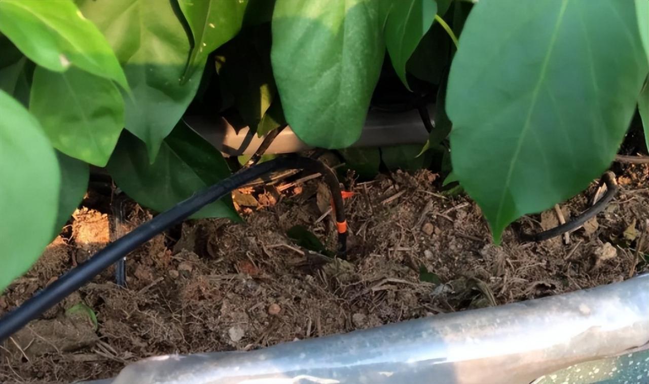 智能水肥一體化系統(tǒng)的應用還可以根據作物的生長發(fā)育情況