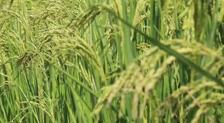 綠色農業是與傳統農業的有機結合