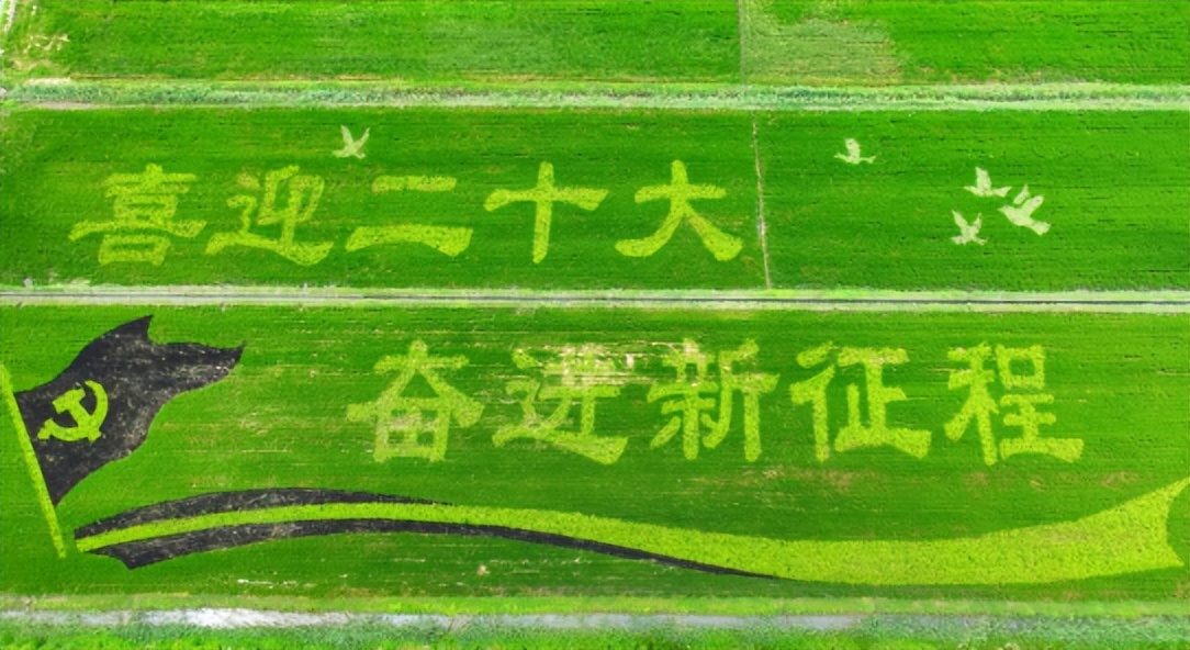 喜迎黨的二十大稻田畫