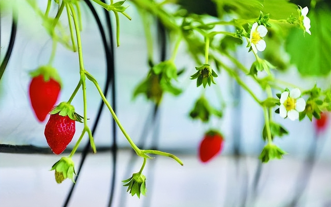 位于云南昆明國家高原云果產(chǎn)業(yè)園的比賽基地中，第二個(gè)產(chǎn)季的花序已開始開花掛果。
