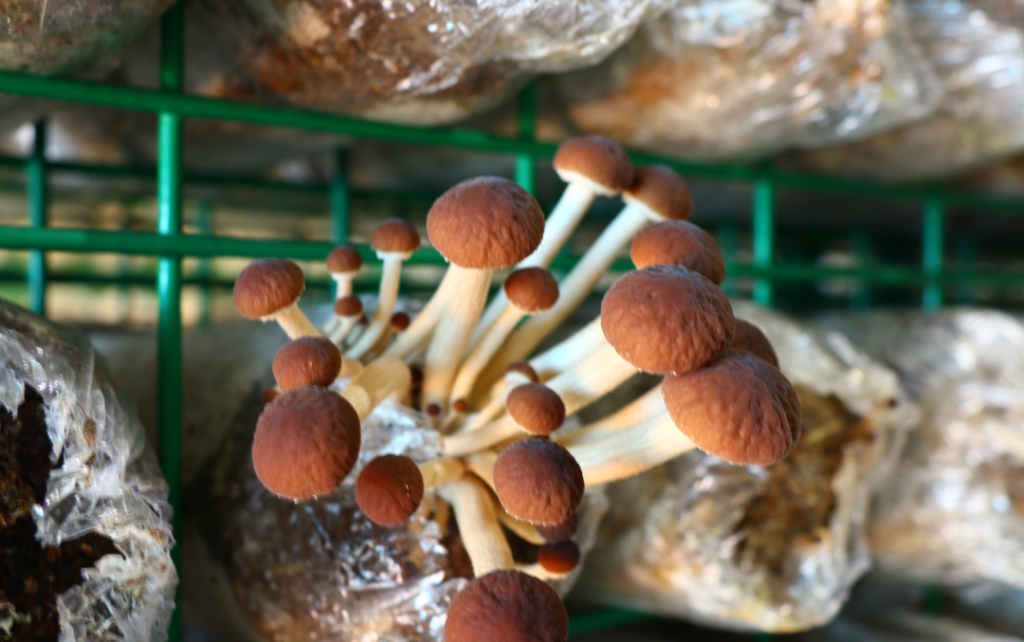 茶樹菇種植大棚