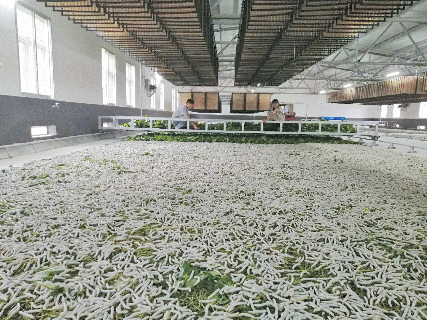 劉三姐故鄉(xiāng)建起“智慧蠶房”