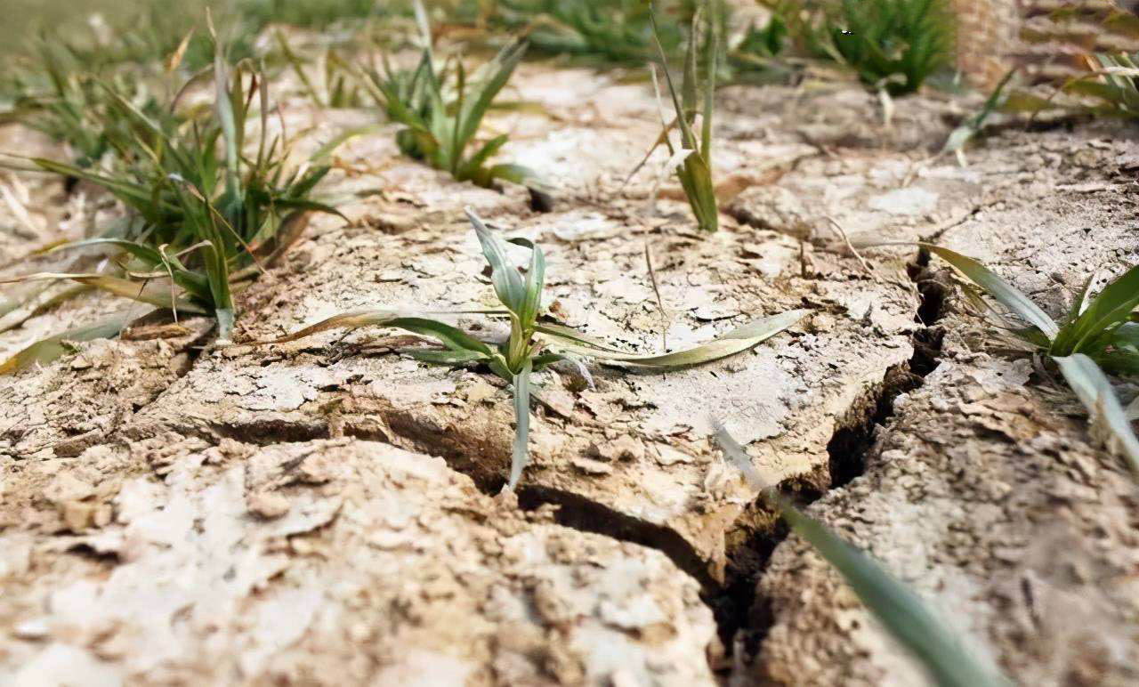 菜地土壤惡化的表現及治理