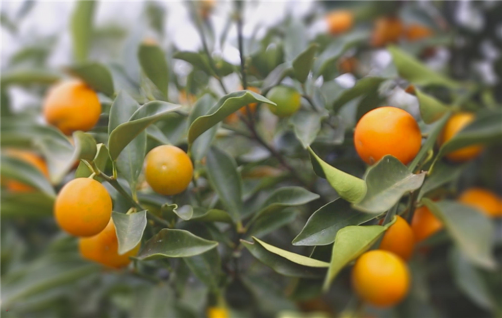 科學施肥金橘，促高產