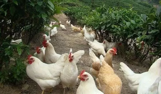 做農(nóng)業(yè)，這幾種高效生態(tài)農(nóng)業(yè)模式你必須知道