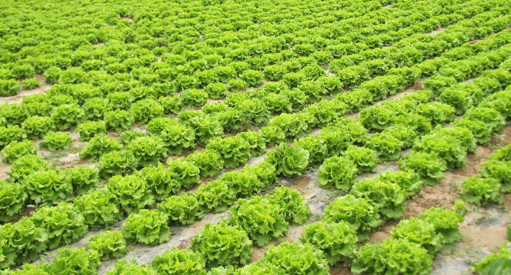 生菜種植