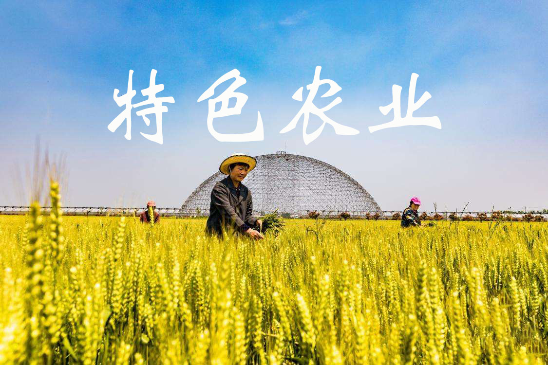 互助：特色農(nóng)業(yè)鋪就振興路