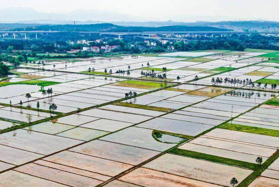 大觀：高標(biāo)準(zhǔn)農(nóng)田建設(shè)助抗旱保豐收