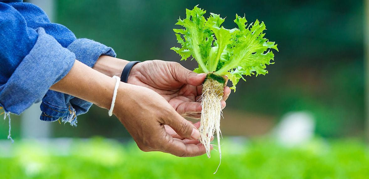 建三江：打造智慧農(nóng)場 端穩(wěn)“中國飯碗”