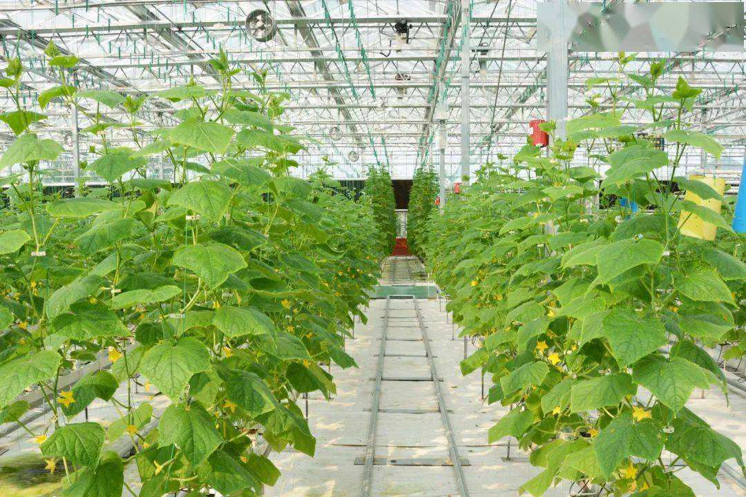 大棚托起致富夢——梨樹縣梨樹鎮園藝村棚膜經濟一瞥