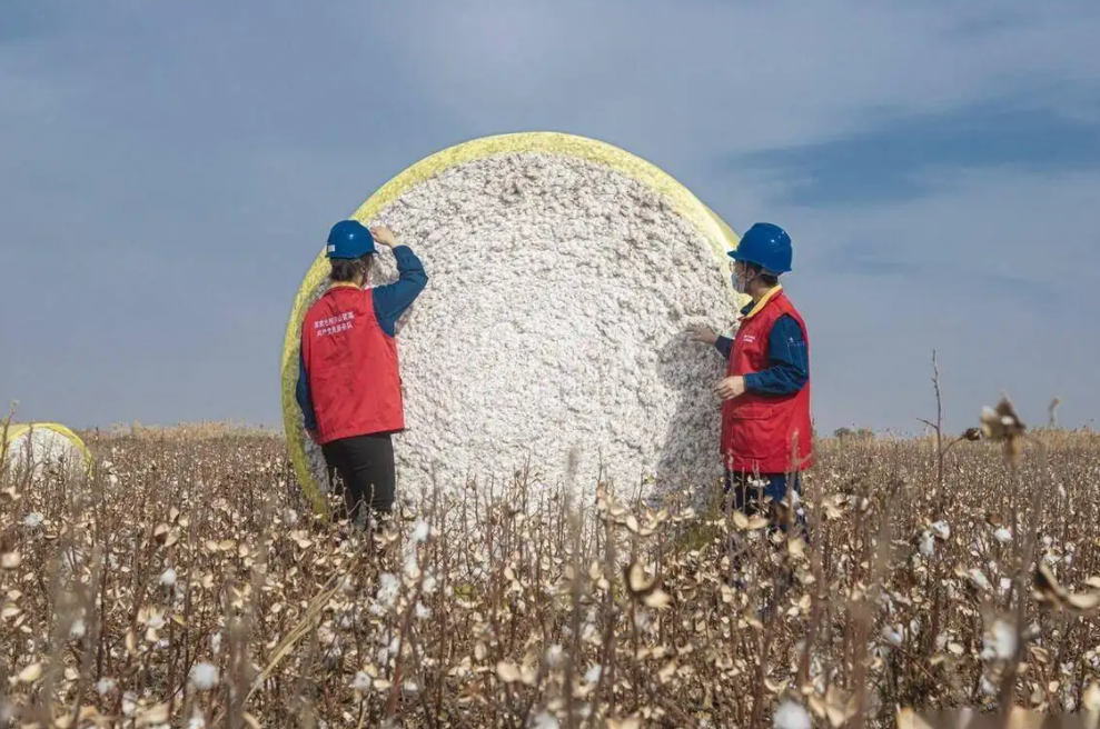 新疆特有的長(zhǎng)絨棉,品質(zhì)優(yōu)良