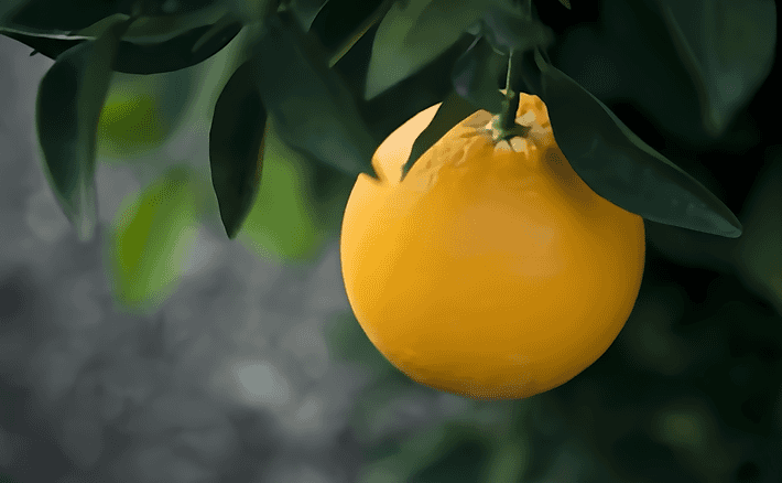 數字化臍橙基地，數字化管理