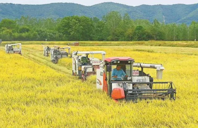 農民采用機械化作業搶收