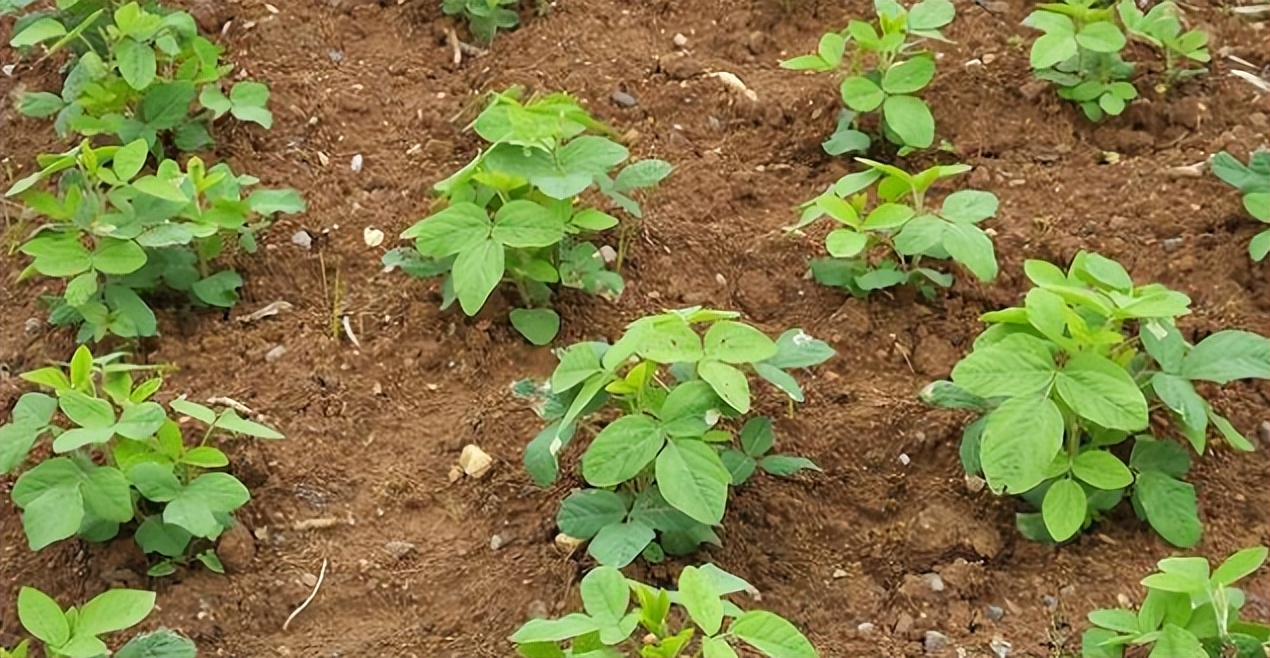 大豆花莢期,注意防治蟲害