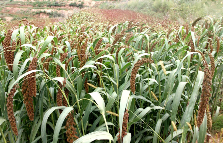 風吹稻谷千重浪，谷穗飄香農家忙