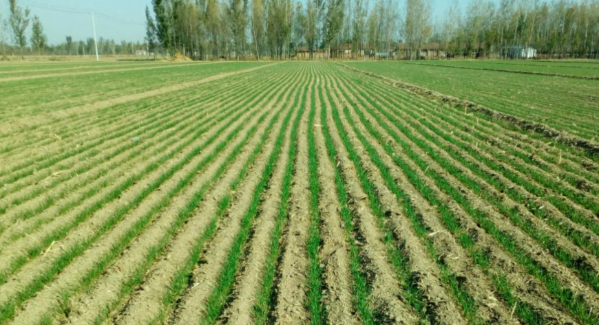 吳江區農業農村局堅決守住糧食安全底線，保障糧食穩產增效