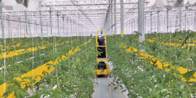 發(fā)揮數(shù)字技術(shù)的作用，能夠提升農(nóng)業(yè)發(fā)展的效能，也能夠提升農(nóng)業(yè)創(chuàng)新探索的能力。