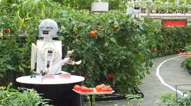 設(shè)施農(nóng)業(yè)智能采收裝備可以保證設(shè)施農(nóng)業(yè)環(huán)境下的穩(wěn)定高品質(zhì)農(nóng)業(yè)生產(chǎn)作業(yè)。