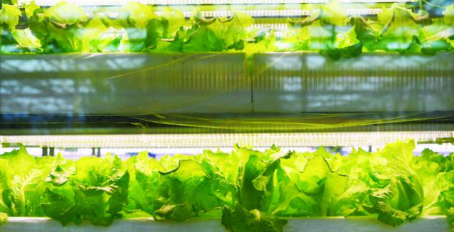 “植物工廠”為鄉村振興注入新動能